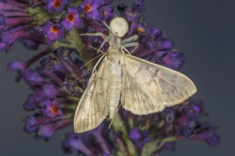 Variable crab spine (Misumena vatia) with captured moth on purple flowers against a blurred
