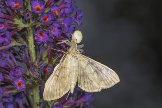 A moth caught by a variable crab spider (Misumena vatia) on a purple buddleja flower visible in