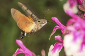 A moth, pigeon moth (Macroglossum stellatarum) sucking nectar from a flower in the near field,