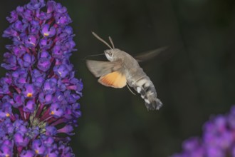 A dove tail (Macroglossum stellatarum) in flight next to a purple panicle of a butterfly bush