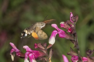 A dove tail (Macroglossum stellatarum) sucking nectar in flight from a blackcurrant sage (Salvia