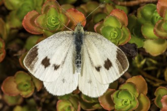 A Small white (Pieris rapae) with dark spots sitting on colourful leaves, Baden-Württemberg,