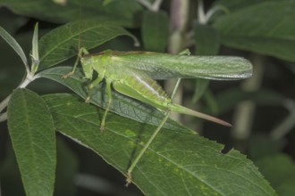 A female Great green bush cricket (Tettigonia viridissima) resting on a dark leaf surrounded by