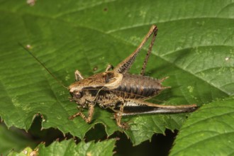 A male Dark bush-cricket (Pholidoptera griseoaptera) sunbathing on a large green leaf,