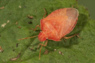 Berry bug (Dolycoris baccarum) finished insect shortly after the last moult on a green leaf in a