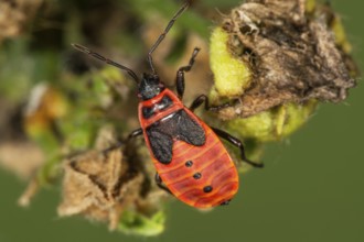 Close-up of a fire bug larva (Pyrrhacoris apterus) in the fifth larval stage on a leaf in a natural
