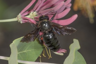 Violet carpenter bee (Xylocopa violacea) on pink flower of Lonicera caerulea (Lonicera sp.) in