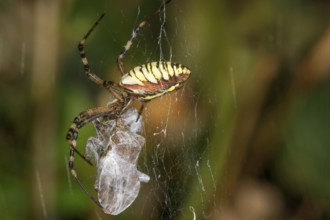 Wasp spider (Argiope bruennichi) in its web with wrapped prey in the background of nature,