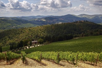 Hilly landscape with vineyards and forests under a dramatic sky