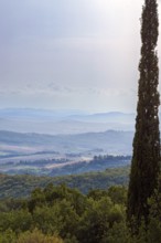 Single cypress tree with view of Tuscan landscape, hills and blue sky