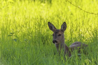 An adult female roe deer (Capreolus capreolus) resting in a meadow covered with tall grass at