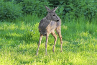 An adult female roe deer (Capreolus capreolus) stands attentive in a green meadow overgrown with