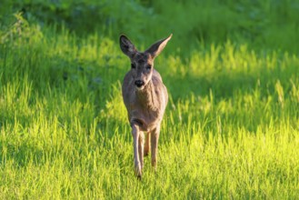 An adult female roe deer (Capreolus capreolus) walks across a green meadow overgrown with tall