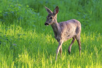 An adult female roe deer (Capreolus capreolus) walks across a green meadow overgrown with tall