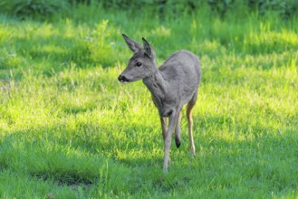 An adult female roe deer (Capreolus capreolus) walks across a green meadow overgrown with tall