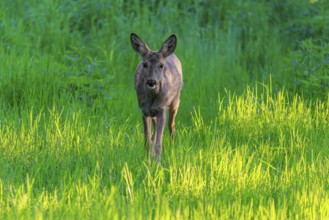 An adult female roe deer (Capreolus capreolus) walks across a green meadow overgrown with tall