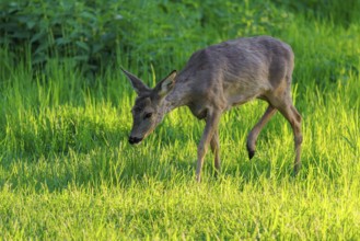 An adult female roe deer (Capreolus capreolus) walks across a green meadow overgrown with tall