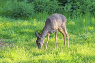 An adult female roe deer (Capreolus capreolus) grazing in a green meadow overgrown with tall grass