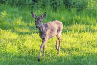 An adult female roe deer (Capreolus capreolus) walks across a green meadow overgrown with tall