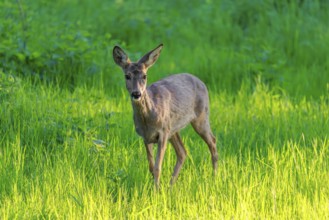 An adult female roe deer (Capreolus capreolus) walks across a green meadow overgrown with tall