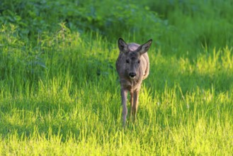 An adult female roe deer (Capreolus capreolus) walks across a green meadow overgrown with tall