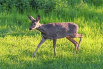 An adult female roe deer (Capreolus capreolus) walks across a green meadow overgrown with tall