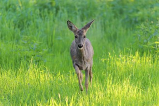 An adult female roe deer (Capreolus capreolus) walks across a green meadow overgrown with tall