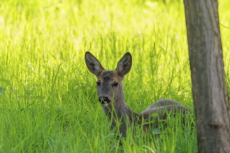An adult female roe deer (Capreolus capreolus) resting in a meadow covered with tall grass at