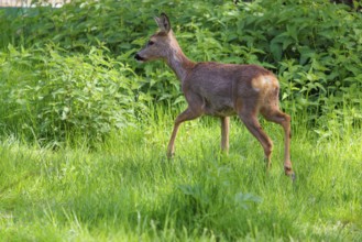 An adult female roe deer (Capreolus capreolus) walks across a green meadow overgrown with tall