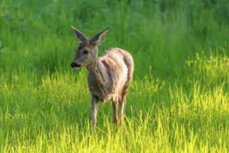 An adult female roe deer (Capreolus capreolus) walks across a green meadow overgrown with tall