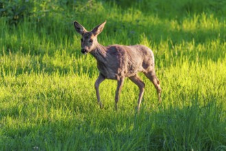 An adult female roe deer (Capreolus capreolus) walks across a green meadow overgrown with tall