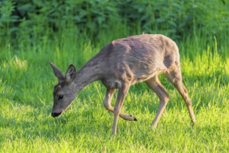 An adult female roe deer (Capreolus capreolus) grazing in a green meadow overgrown with tall grass
