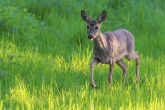 An adult female roe deer (Capreolus capreolus) walks across a green meadow overgrown with tall