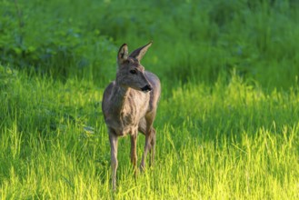 An adult female roe deer (Capreolus capreolus) walks across a green meadow overgrown with tall