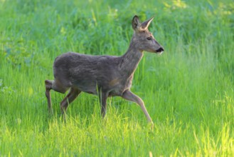 An adult female roe deer (Capreolus capreolus) walks across a green meadow overgrown with tall