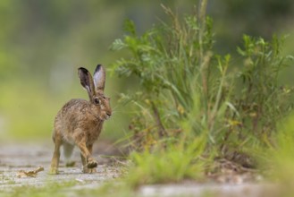 European hare (Lepus europaeus) Flowering meadow as habitat, foraging on a country lane, open