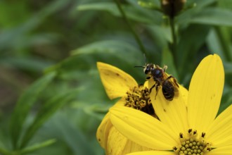 Red-banded sand bee (Andrena dorsata), foraging on a flower, Lower Saxony, Germany