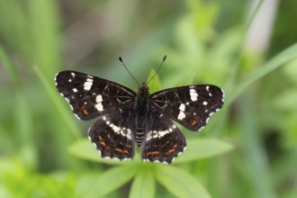 Map Butterfly (Araschnia levana), with open wings, Lower Saxony, Germany