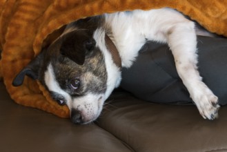 A relaxed dog (Chihuahua) lies under a brown blanket on a sofa and is partially covered. The