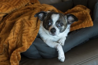 Dog (Chihuahua) looking awake from orange-brown blanket on sofa, Baden-Württemberg, Germany