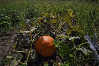 Pumpkin, orange, pumpkin plant, pumpkins, pumpkin field, carved pumpkin, Fellbach,
