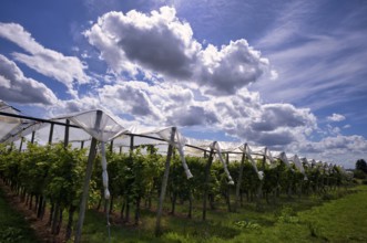 Film-protected vines, grapevines, winegrowing, clouds, Fellbach, Baden-Württemberg, Germany