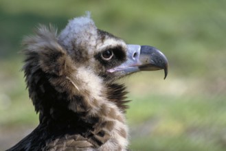 Potrait of the black vulture (Aegypius monachus), Bavaria, Germany