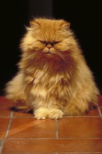 Portrait of an orange Persian cat, Tuscany, Italy