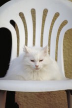 White cat on a white garden chair, Tuscany, Italy