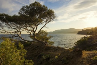 Picturesque hiking trail on the coast, sunset, La Croix-Valmer, Saint Tropez, Var, French Riviera,
