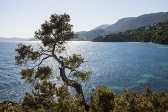 Hiking trail on the coast, Le Lavandou, Var, French Riviera, Provence-Alpes-Cote d'Azur, Cote d