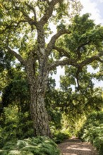 Cork oak, Domaine du Rayol, Botanical Garden, Rayol, Var, French Riviera, Provence-Alpes-Cote