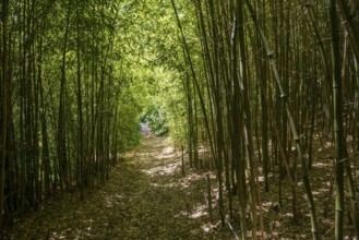 Bamboo forest, Domaine du Rayol, botanical garden, Rayol, Var, French Riviera, Provence-Alpes-Cote