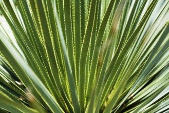 Aloe vera, Domaine du Rayol, Botanical Garden, Rayol, Var, French Riviera, Provence-Alpes-Cote